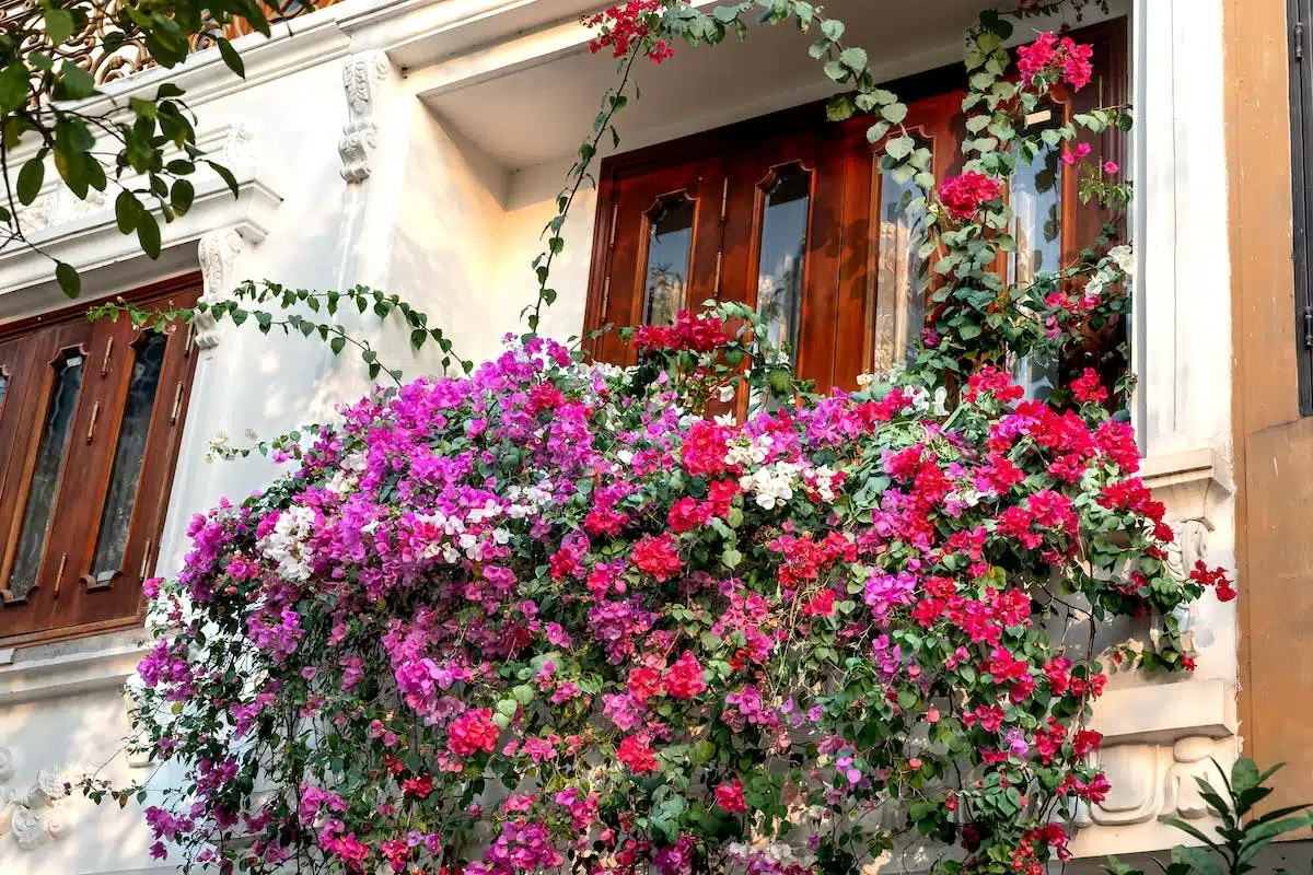 balcon plantes