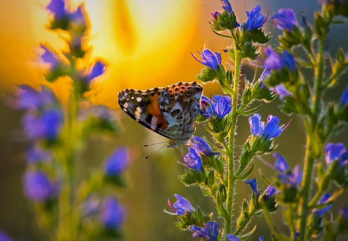 papillons  fleurs