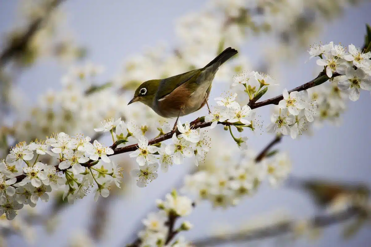 oiseaux  jardin