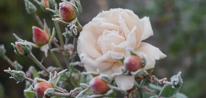 Protéger les rosiers du froid en hiver