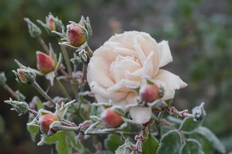 Protéger les rosiers du froid en hiver