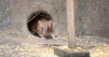 Comment se débarrasser des rats ? Conseils pour une dératisation efficace...