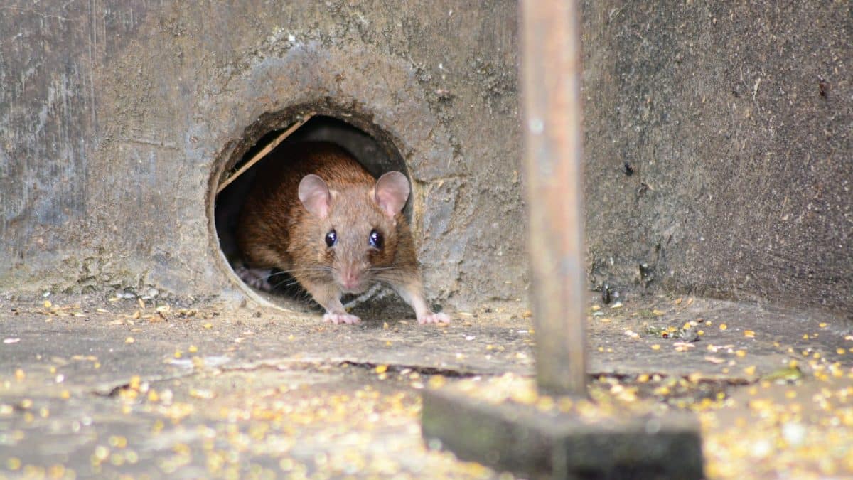 Comment se débarrasser des rats ? Conseils pour une dératisation efficace...