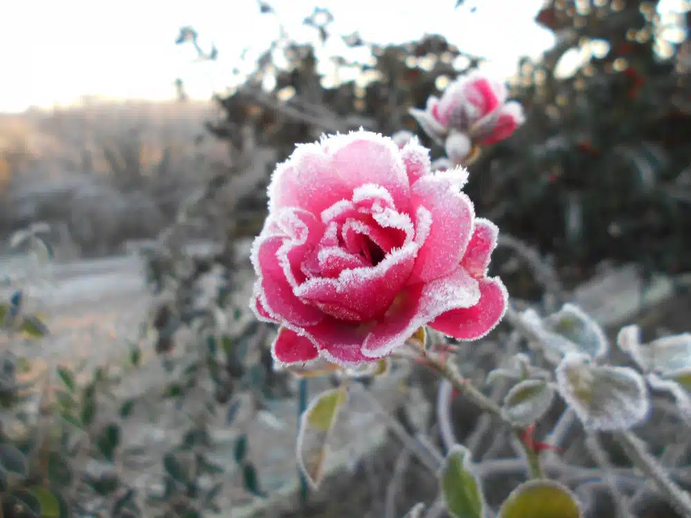 Protéger les rosiers du froid en hiver